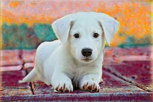 Sample background change