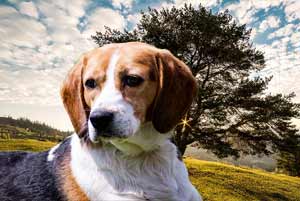 Dog in field with changed background